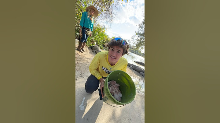 ALIMENTANDO JACARÉS @gatorlandvlogs