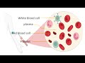 Karyotyping Process: An Insight into Chromosome Analysis