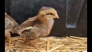 2024May12 Chick Growth Video