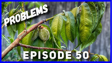 Young Peach Tree Problems & Solutions (Ep. 50)