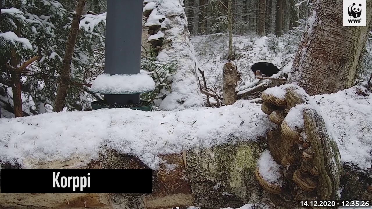 Viirupöllö, kanahaukka, valkoselkätikat – WWF:n Luontoliven talvilintukameran parhaat palat