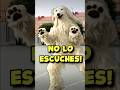 NO VEAS ESTE PERRO, CONSOMÉ PANCHI si lo escuchas Corre!💀😨 #shortvideo