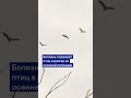 Журавли в Германии умирают от птичьего гриппа
