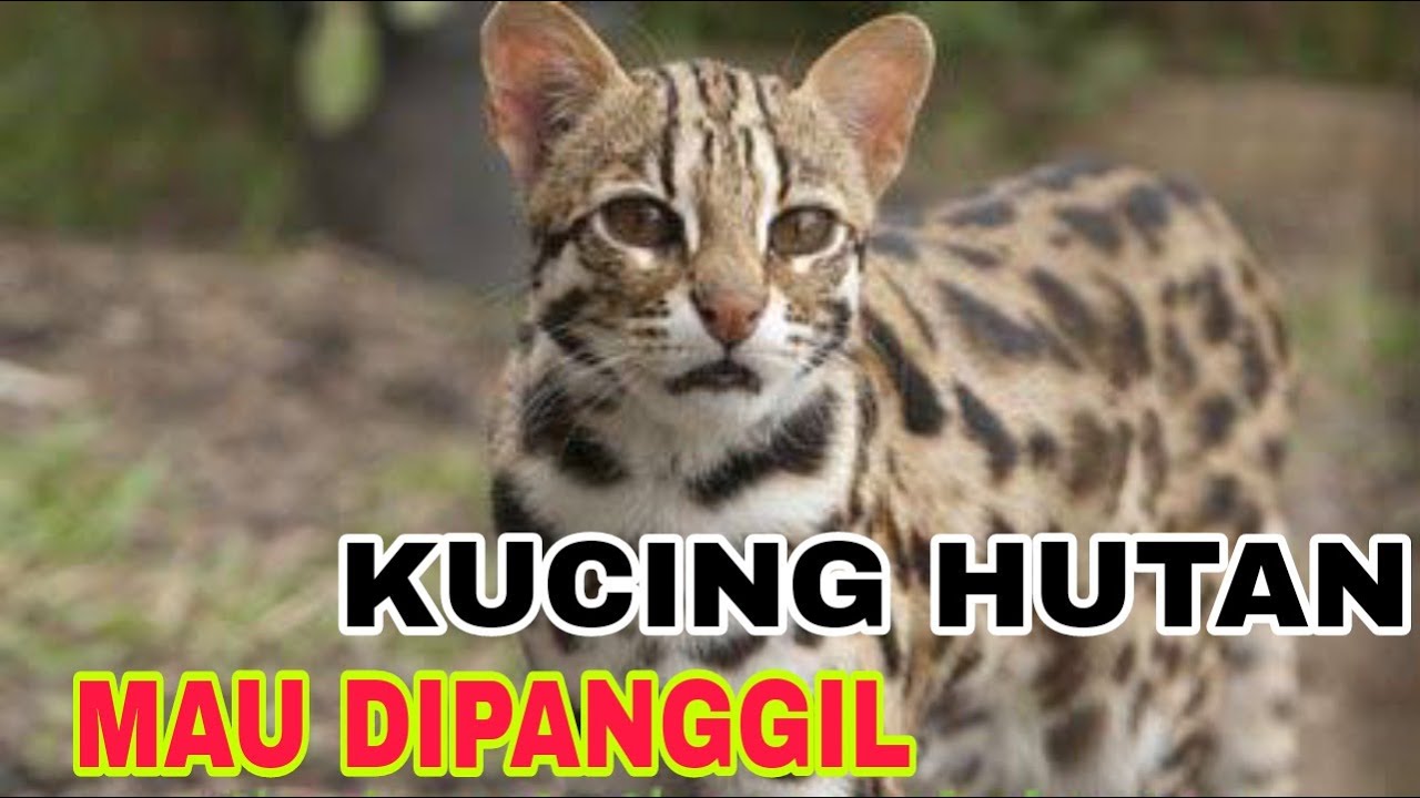 CARA MENJINAKAN KUCING HUTAN MAU DIPANGGIL