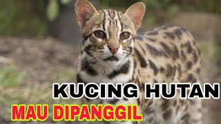 CARA MENJINAKAN KUCING HUTAN MAU DIPANGGIL