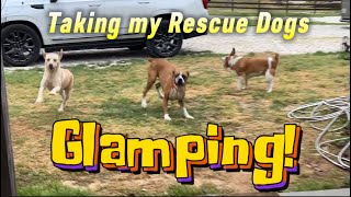 Taking my rescue dogs GLAMPING!