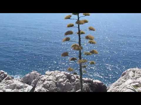 Adaptations On Malmula Islet In Montenegro
