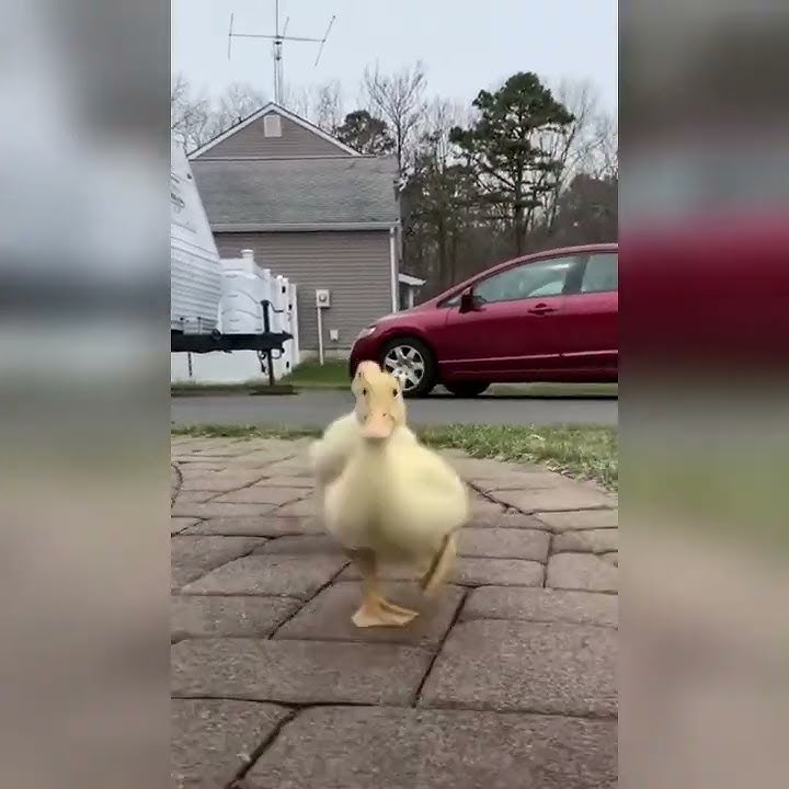 duck 😍 (tiktok) #shorts #duck