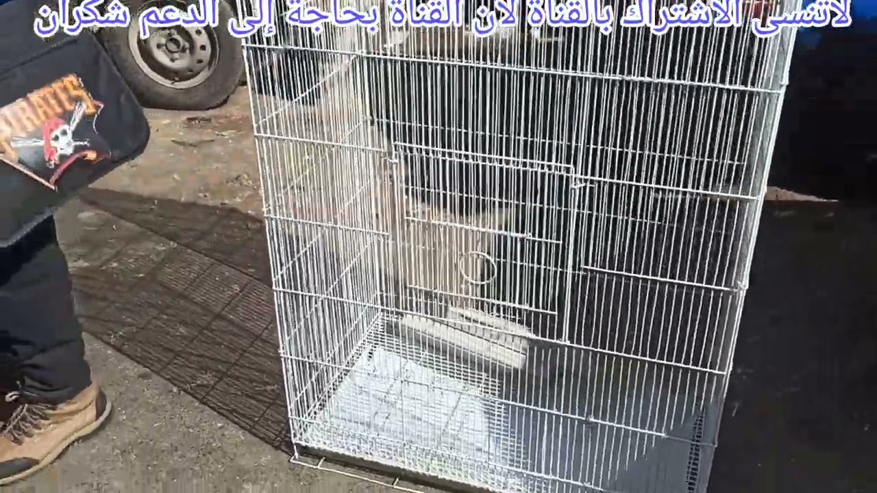 سوق قريعة يوم الاحد 15/ 2 /2026 تعرفوا على اتمنة طيور الزينة 🦜 والحسوان (لاتنسى الاشتراك بالقناة)