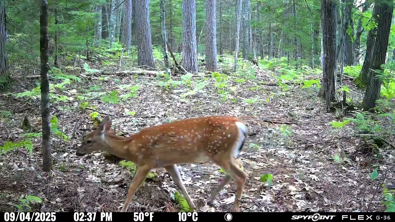 Vilas county WI Spypoint cell cam footage 9/2-9/8/2025