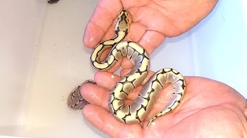 Axanthic clutch clean up 😍😍😍