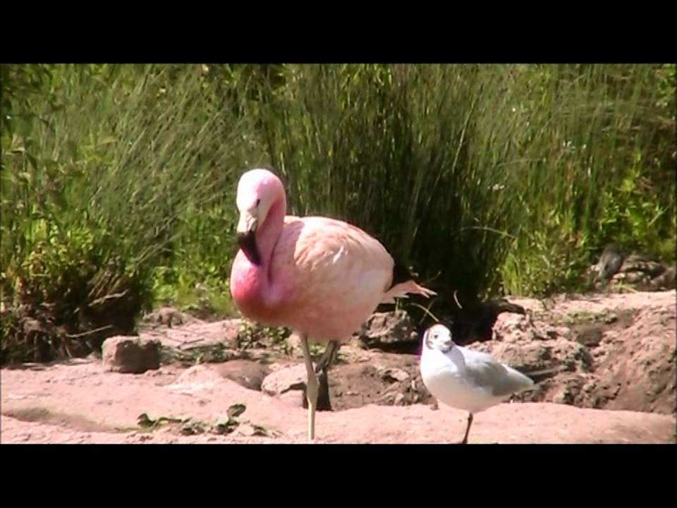 Andean Flamingo