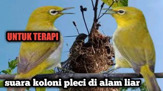 suara burung pleci koloni di alam liar cocok untuk pancingan dan terapi