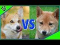 Shiba Inu Vs Corgi - Which is Better? Dog vs Dog