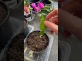 Zygo cactus propagation