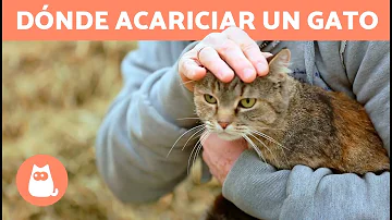 ¿Dónde les gusta más que les acaricien?