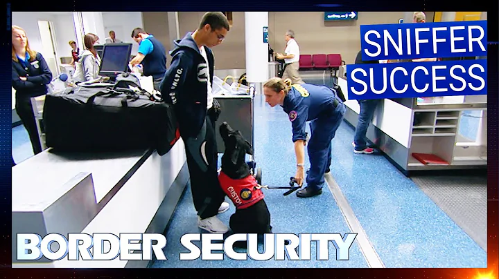 11 Times Detector Dogs Sniffed Out Hidden Smugglers | Border Security Compilation