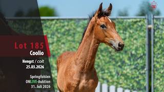 Show Jumping Foal ONLIVE Auction Lot 185 Coolio Colt by Comthago VDL - Quipeggio