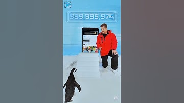 Can l teach a penguin to  Subscribe?