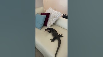 My Pet Monitor Lizard