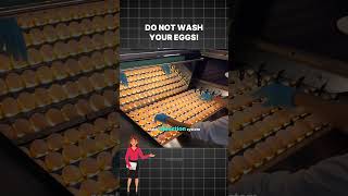 No Wonder They Last! How Modern Factories Use Sonar Technology to Sanitize Millions of Eggs