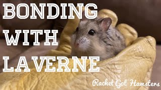 BONDING WITH MY AGGRESSIVE DWARF HAMSTER 🐹// Laverne the Rescue Hamster’s Story 🤩