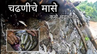 कोकणातील चढणीचे मासे, मळे | Chadhniche Mase #fishing  Video #fish #fishrecipe | Kokankar Avinash