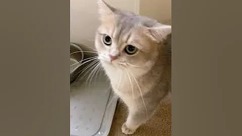 孩子抗議非要吃狗糧？funny cat videos - 天天要聞