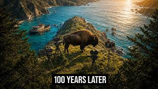 Hollywood Stranded 14 Bison on an Island in 1924. Where They Ended Up Is Unbelievable