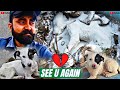 Alvida  dost  ho sake to maaf kar dena  dog death emotional  dog vlogs in hindi