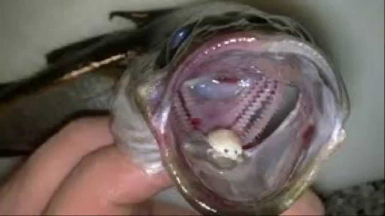Los parásitos cerca de los peces la caballa