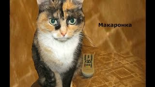 Смешное видео. Кошка. Охота. Смешное видео. Кошка. Охота.