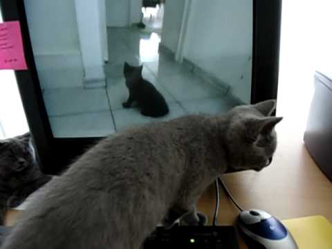 Amedee en de computer