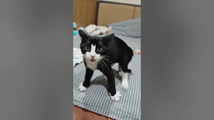 Video 11884111: cats funnycats funnycatvideos, cats funnycats compilation, cute cat, funny cat