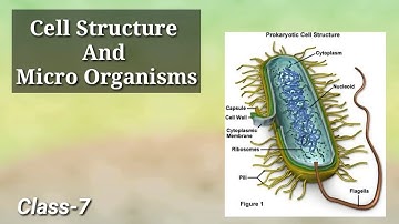 Cell Structure And Micro Organisms question answers standard 7th science chapter 11