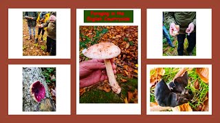 A must ! Mushroom foraging course / autumn foraging /#foragingcoursecompany