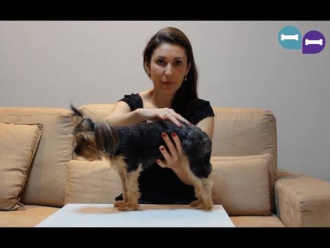 Vídeo: Obesidade Canina: Causas E Como Saber Se Seu Cão Está Acima Do Peso