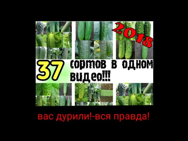 Лучшие сорта огурцов 2018 Плоды наглядно!!!