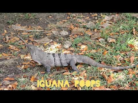 iguana-poops;-enhanced-edit!