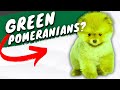 These RARE Pomeranians That GLOW Green - Pomeranian Color Change