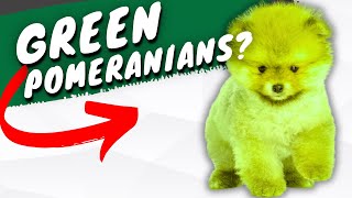 These RARE Pomeranians That GLOW Green - Pomeranian Color Change