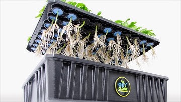 oxyCLONE Cloning System from Hydrofarm – Introduction