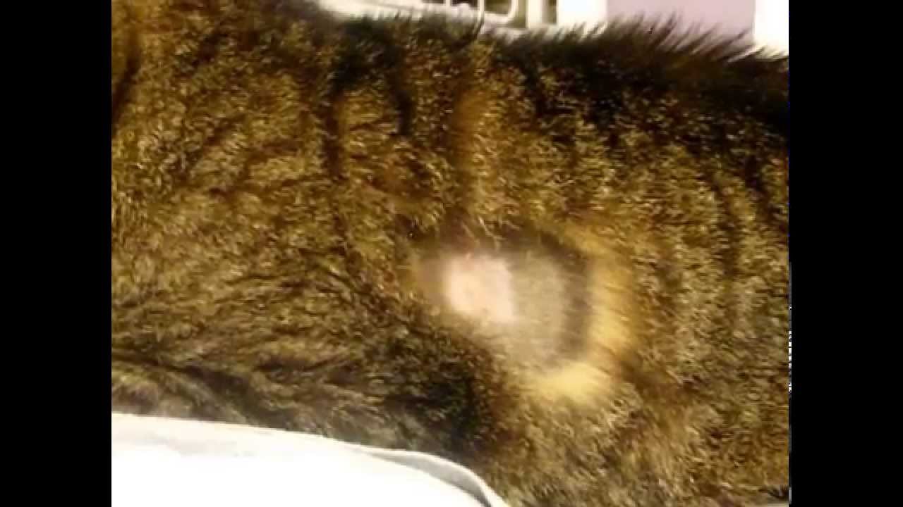 My cat Jackson after leg amputation surgery - YouTube