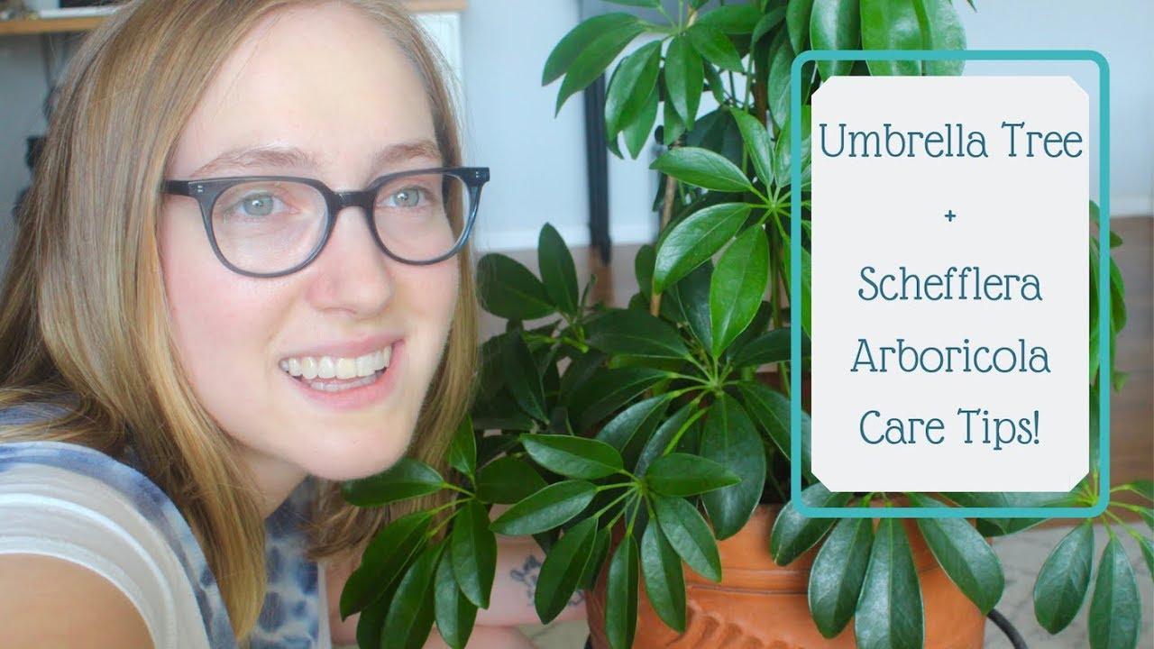Umbrella Tree | Schefflera Arboricola Care Tips & Trellis Idea! 