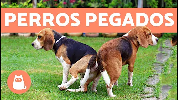 ¿Puede cualquier perro aparearse con otro perro?