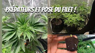 JDB#241: Prédateurs & Filet !