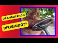 ORANGOTANGO MOTORISTA??