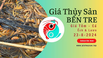 Giá Thủy Sản BẾN TRE 23/8/2024 🦐 Giá Tôm, Ếch nuôi, Lươn thịt ↗ Giá Cá Điêu Hồng, Rô Phi, Giá Cá Tra