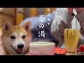 お茶に付き合う柴犬と、おやつだけ付き合う猫達　Tea ceremony with dog