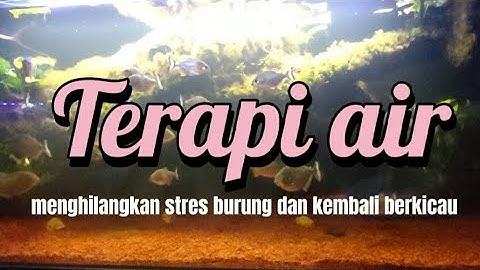Terapi Air untuk Semua Burung Macet Bunyi, Menambah Burung semakin Gacor